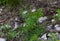 Alpine aster Aster alpinus on stones in the forest grass