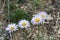 Alpine Astra in Altai Mountains, Russia