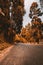 Alpine Autumn Country Road