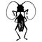 Alpine barbel beetle. Black and white color. Linear style. Mustachioed beetle. Biology. Nature