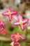 The alpine barrenwort Epimedium alpinum