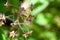 Alpine barrenwort, Epimedium alpinum