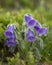 Alpine bell flowers Campanula alpina