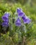 Alpine bell flowers in summer