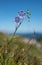 Alpine bellflower - campanula alpina in the grass