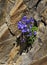 Alpine bellflower growing on a rock in the Alps