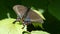Alpine black swallowtail Papilio maackii - Khingan nature reserve