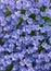 Alpine Blue Bell Flower Campanula