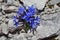 Alpine blue flowers - The Spring Gentian