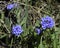 Alpine Bluebells Boraginaceae Borage