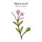 Alpine or bog laurel Kalmia microphylla , medicinal plant