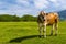 Alpine brown breed calf in the green fields