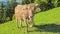 Alpine brown cow looking at you