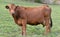 Alpine brown cowlooking camera in a meadow