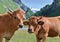 alpine brown cows in pasture on mountain background