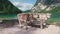 Alpine brown cows standing near Braies lake, Dalomites, Italy