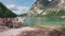 Alpine brown cows standing near Braies lake, Dalomites, Italy