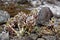 Alpine Butterbur wildflowers spring season nature in detail