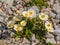 An alpine buttercup in the austrian mountains