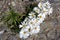Alpine Camomile flowers, NZ