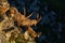 Alpine capra ibex capricorns running down a cliff in morning sun