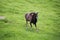 Alpine Capricorn Antler Aries Running