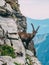 Alpine capricorn Steinbock Capra ibex in the mountain scenery on a steep rock, brienzer rothorn switzerland alps