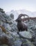Alpine Carpa Ibex in the France Alps