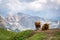 Alpine Cattle