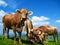 alpine cattle with bells grazing