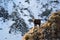 Alpine chamois. Gran Paradiso National Park, Italy