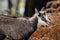 Alpine chamois mammal