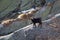 Alpine chamois mother and puppy. Gran Paradiso National Park, Italy