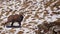 Alpine chamois or Rupicapra rupicapra climbing over rock looking into camera with melting snow in background