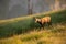 Alpine chamois, rupicapra rupicapra, in the mountains at sunset.