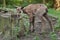 Alpine chamois (Rupicapra rupicapra rupicapra).