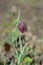 Alpine checkered lily