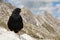 Alpine chough