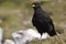 Alpine chough