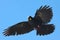 Alpine Chough