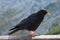 Alpine Chough