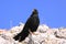 Alpine chough