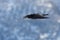 Alpine chough bird pyrrhocorax graculus in flight in winter