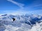 Alpine chough flying over summits of the Swiss Alps