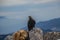 Alpine chough looking towards person