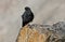 Alpine Chough (Pyrrhocorax graculus),