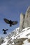 Alpine Chough (Pyrrhocorax graculus)