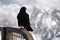 Alpine Chough (Pyrrhocorax graculus) also known as Yellow-billed Chough, with Mont Blanc massif background