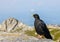 Alpine chough Pyrrhocorax graculus bird,
