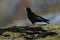 Alpine Chough, Pyrrhocorax graculus, black bird sitting on the larch stone, animal in the mountain nature habitat, Gran Paradiso,